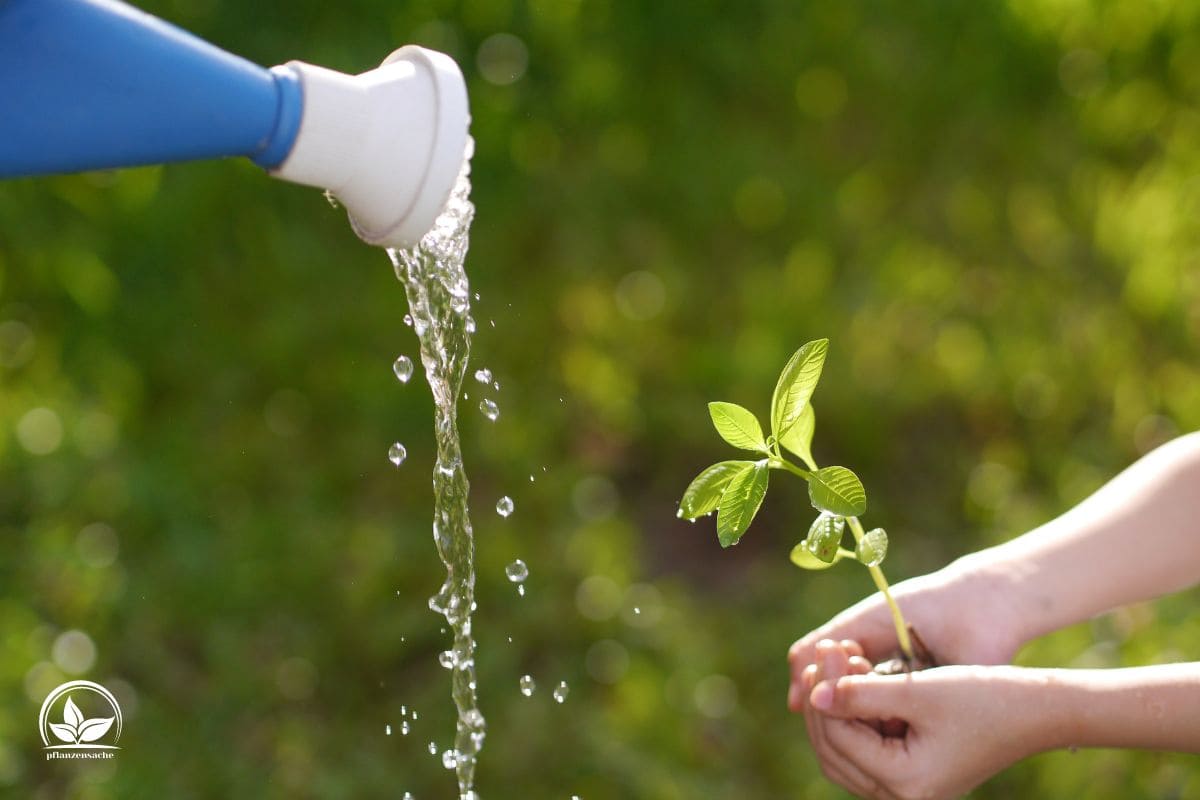 Pflanzen Von Unten Gießen Was Ist Bottom Watering Für Zimmerpflanzen