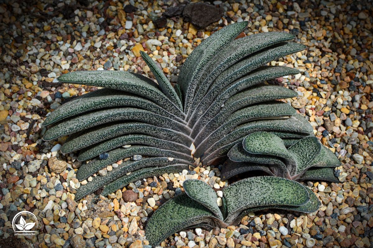 Gasteria Arten Die Besten Tricks Zur Gesunden Gasteria! Pflanzensache