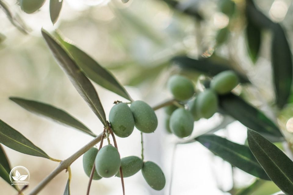 Olivenbaum Schädlinge & Krankheiten Bekämpfen Mit Unseren Tipps!