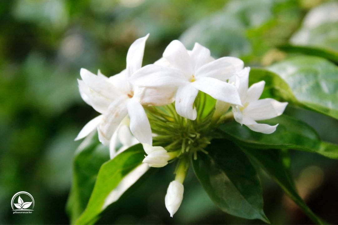 47+ Sternjasmin Im Kübel, Der sternjasmin (trachelospermum