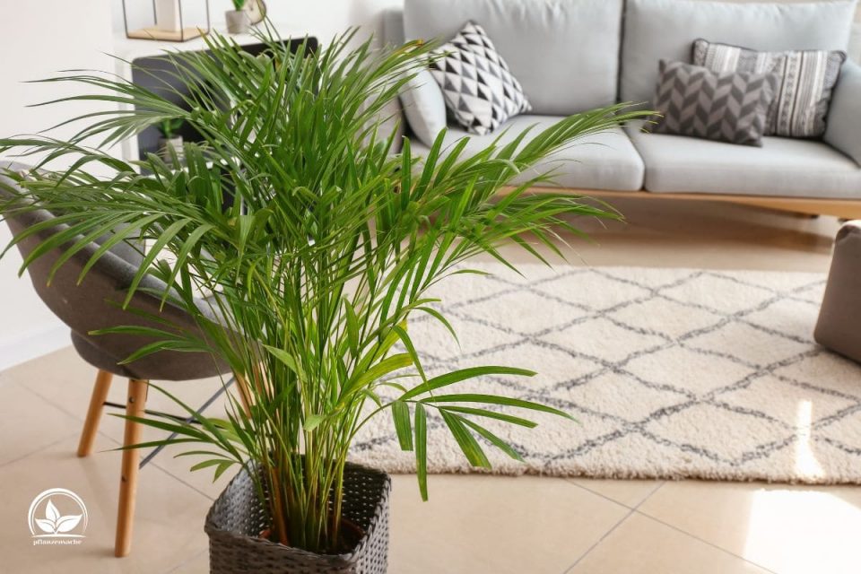 Zimmer Palmenarten Mit Bildern