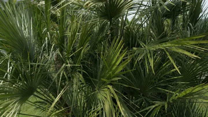 Zimmerpflanze Lange Schmale Blätter: Ihr Lexikon Für Zimmerpflanzen!