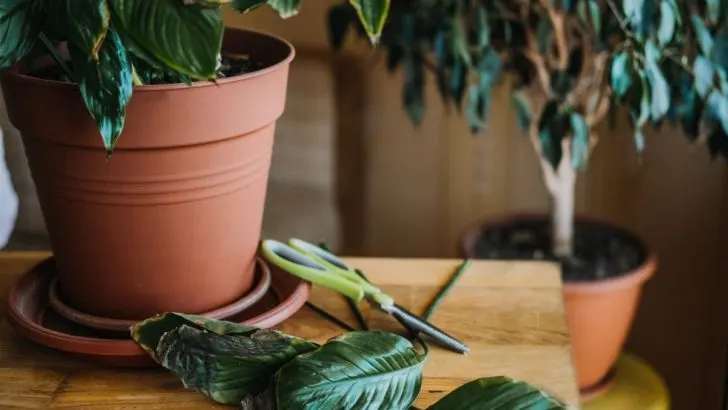 Zimmerpflanzen Krankheiten & Schädlinge: Erkenne Sie Rechtzeitig!