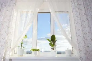 Zimmerpflanzen, Südfenster_ Pflanzen, Die Volle Sonne Einfach Lieben!