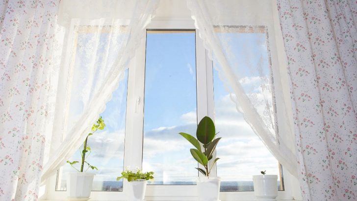 Zimmerpflanzen Südfenster: Pflanzen, Die Volle Sonne Einfach Lieben!