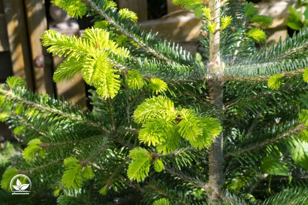 Weihnachtsbaum Welche Sorte