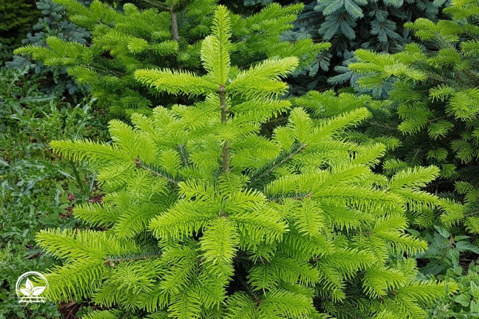 Die Schönsten Tannenbaum Arten Und Ihre Eigenschaften Im Überblick!