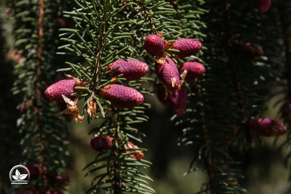 3. Rot-Tanne (Picea Abies)