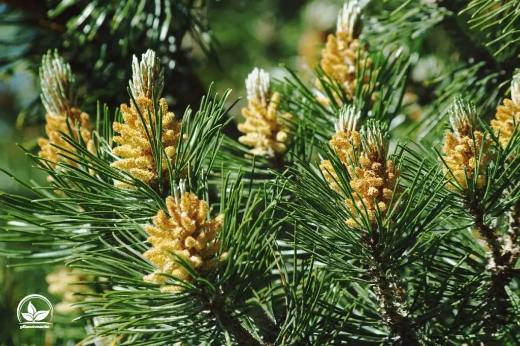 4. Bergkiefer (Pinus Mugo)