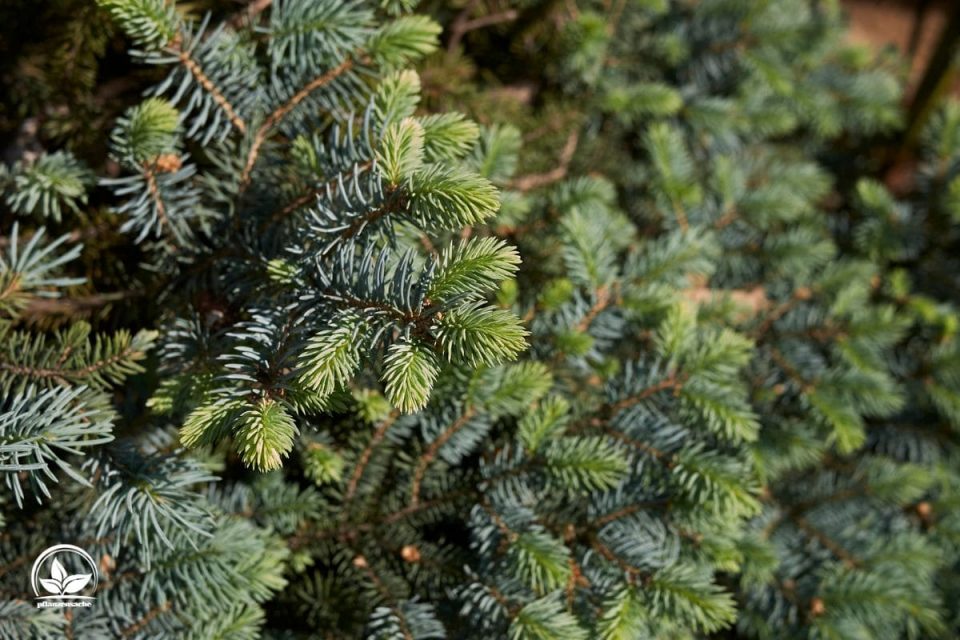 Die TOP 9 Nadelbäume Arten: Eigenschaften Und Merkmale Im Überblick!