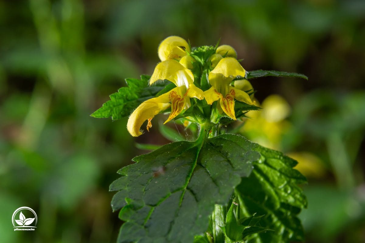 Gelb Blühendes Wildkraut 10 PflanzenArten Mit Gelben Blüten