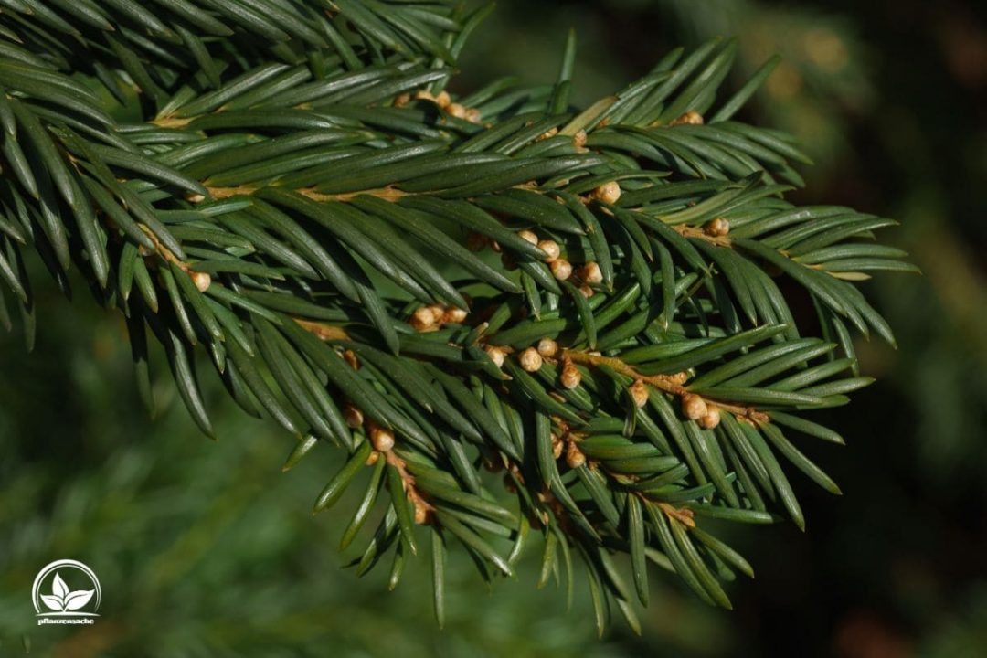 Die Schönsten Tannenbaum Arten Und Ihre Eigenschaften Im Überblick!