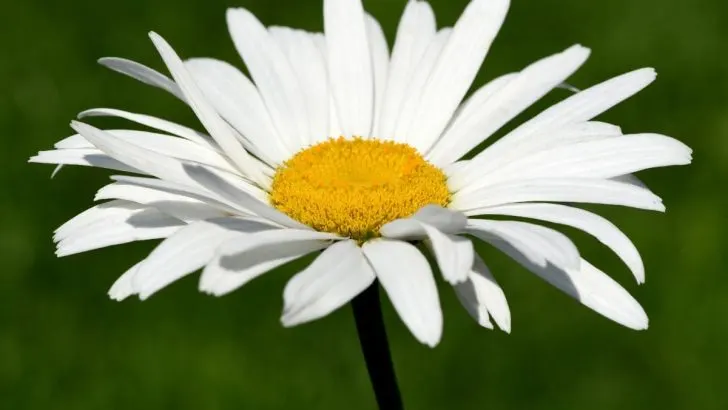 Alles Über Die Sommermargerite (Leucanthemum Maximum) Im Überblick!