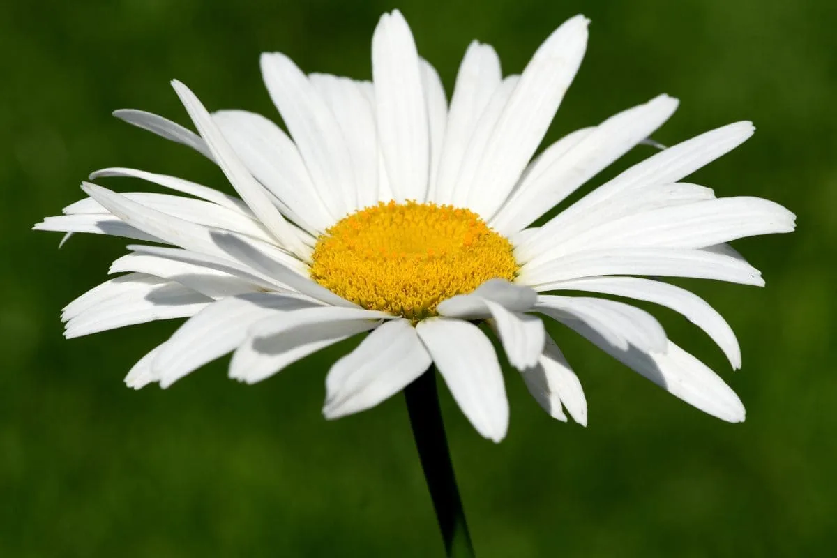 Alles Über Die Sommermargerite (Leucanthemum Maximum) Im Überblick!