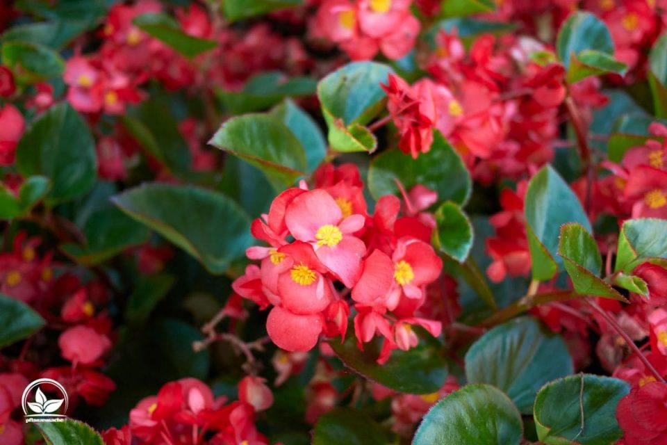 Winterblumen Für Drinnen 9 Winterblüher Mit Pflegetipps