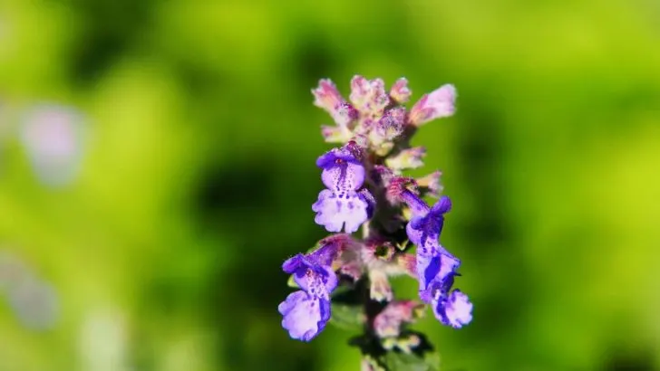 Blaue Katzenminze: Alles Über Die Nepeta x Faassenii Im Überblick!