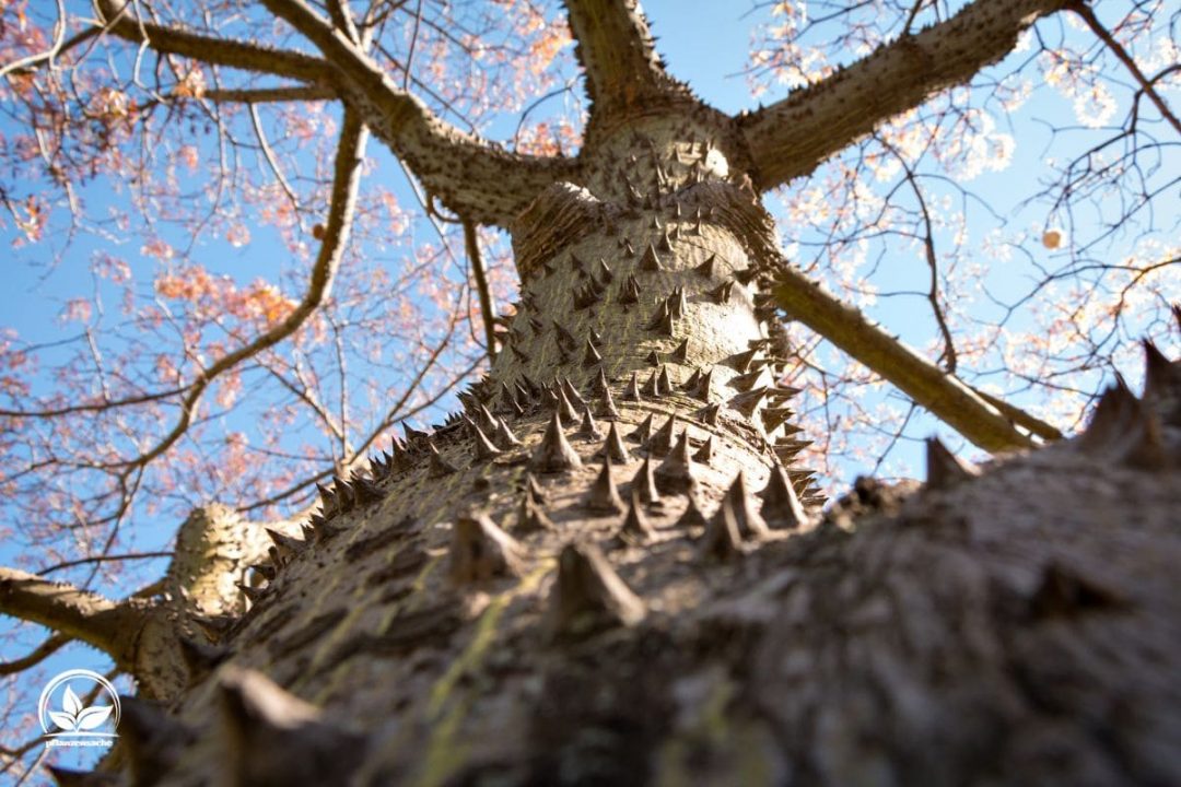 Baum Mit Stacheln Stachelige Angelegenheit Im Garten!