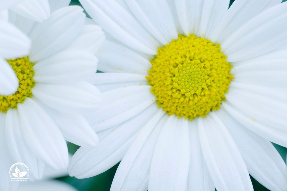 Margeriten Arten Die Einteilung & Pflegetipps Pflanzensache