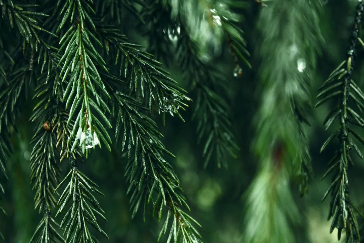 Die Schönsten Tannenbaum Arten Und Ihre Eigenschaften Im Überblick!