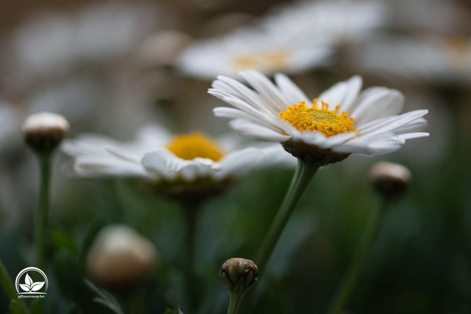 Die Sprache Der Blumen Welche Blume Steht Für Freundschaft?