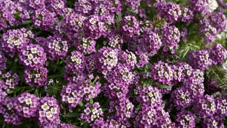 Duftsteinrich: Merkmale, Pflegetipps & Sorten