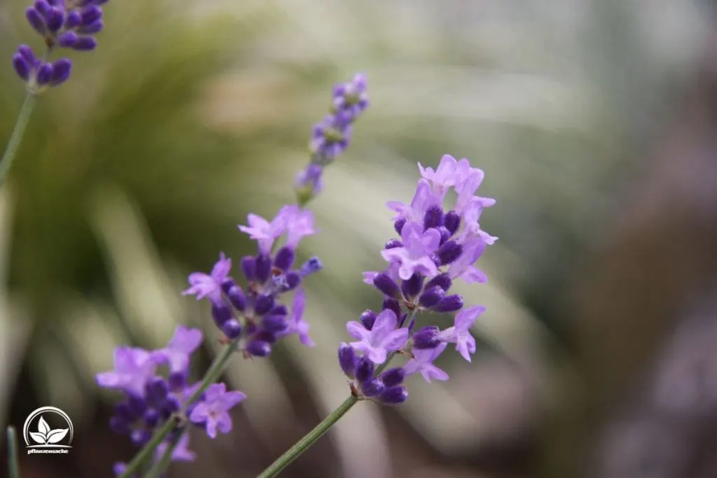 Echter Lavendel (Lavandula Angustifolia)