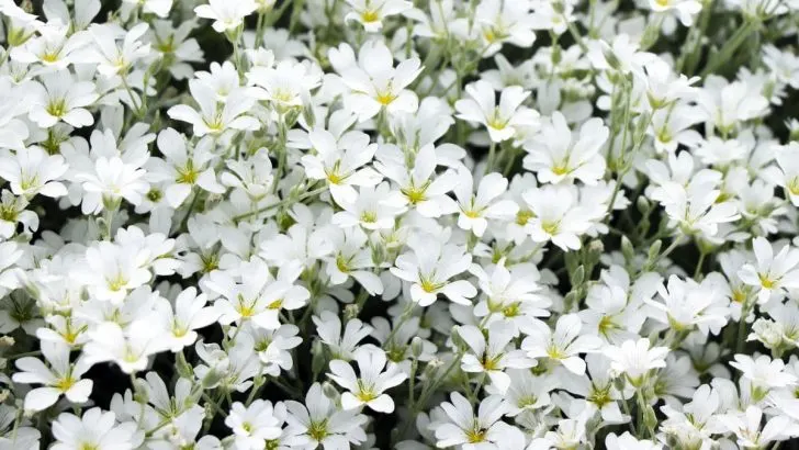 Filziges Hornkraut (Cerastium tomentosum): Pflegetipps & Sorte