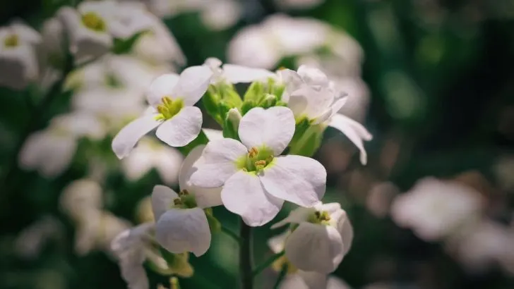 Gänsekresse (Arabis): Merkmale, Pflegetipps & Sorten