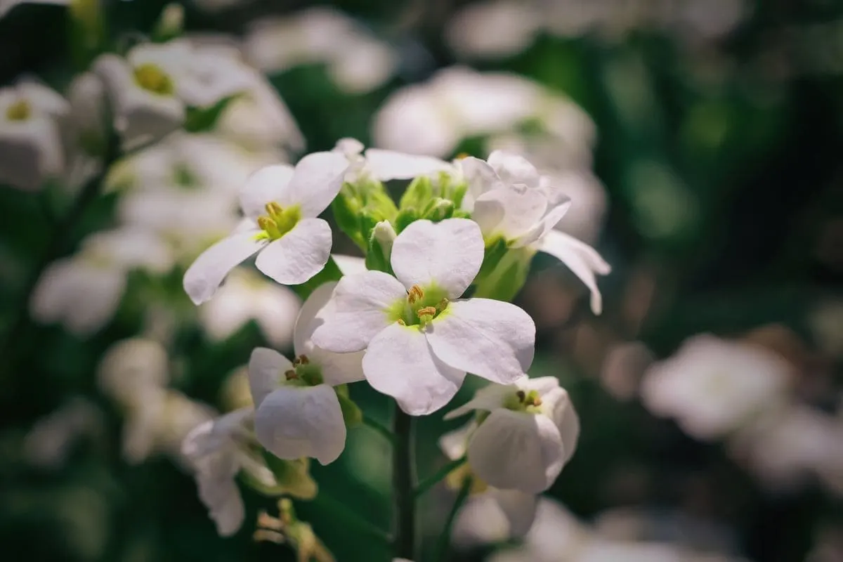 Gänsekresse (Arabis)_ Merkmale, Pflegetipps & Sorten