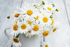 Geburtsblume April_ Was Verrät Diese Blume Über Ihren Charakter!