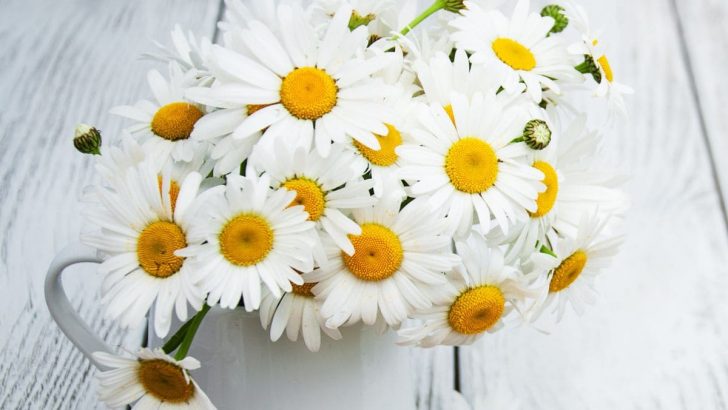Geburtsblume April: Was Verrät Diese Blume Über Ihren Charakter!