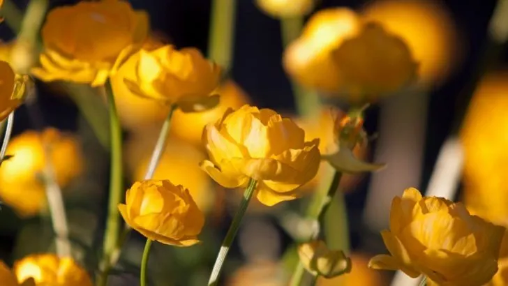 Geburtsblume Juni: Wofür Steht Meine Blume?