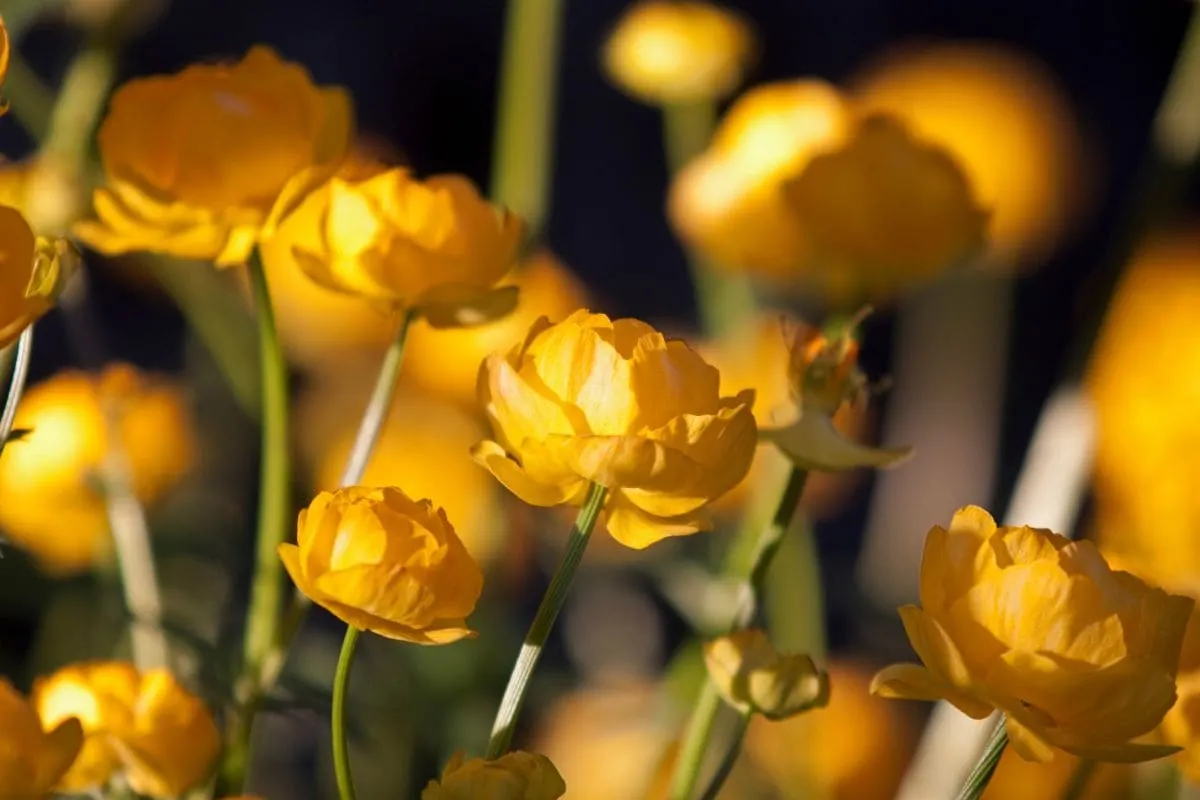 Geburtsblume Juni_ Wofür Steht Meine Blume_