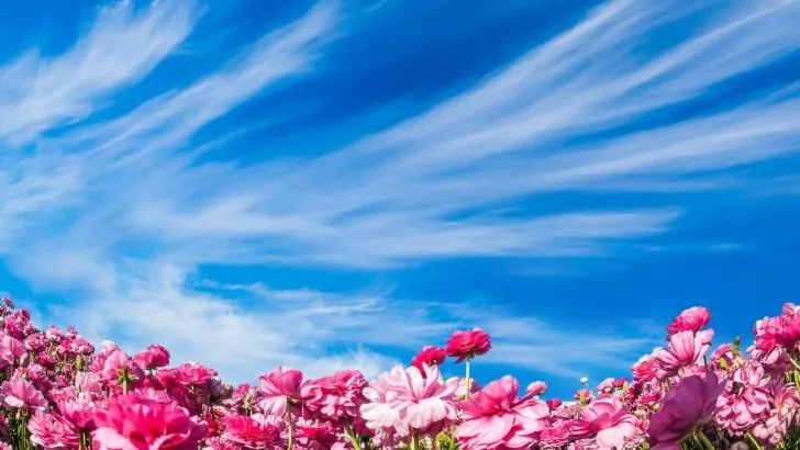 Geburtsblume Mai: Das Bedeutet Ihr Sternzeichen In Pflanzenwelt!