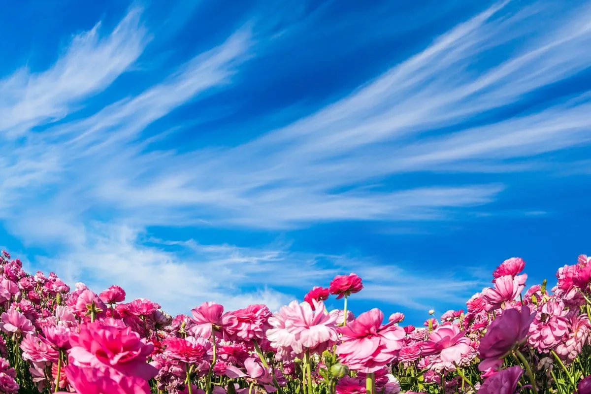 Geburtsblume Mai_ Das Bedeutet Ihr Sternzeichen In Pflanzenwelt!