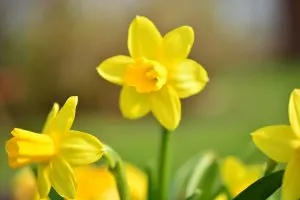 Geburtsblume März_ Das Ist Ihr Sternzeichen Der Großen Pflanzenwelt!