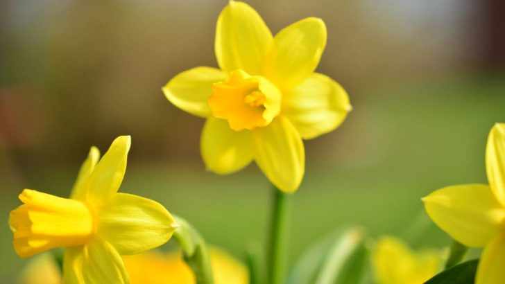 Geburtsblume März: Das Ist Ihr Sternzeichen Der Großen Pflanzenwelt!