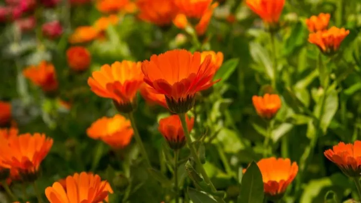 Geburtsblume Oktober: Was Steckt Wirklich Hinter Ihrer Geburtsblume?