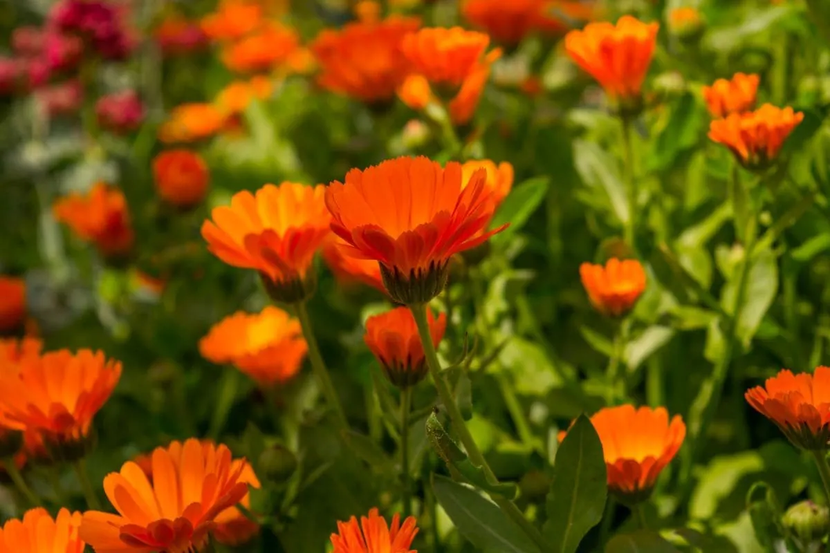 Geburtsblume Oktober_ Was Steckt Wirklich Hinter Ihrer Geburtsblume_