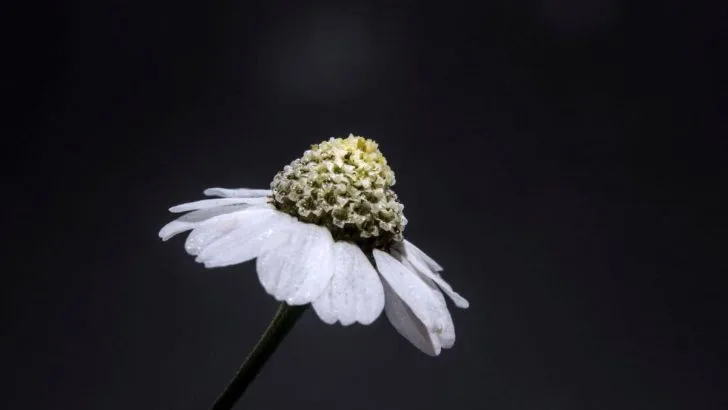 Gefüllte Bertramsgarbe (Achillea Ptarmica): Pflege & Sorten
