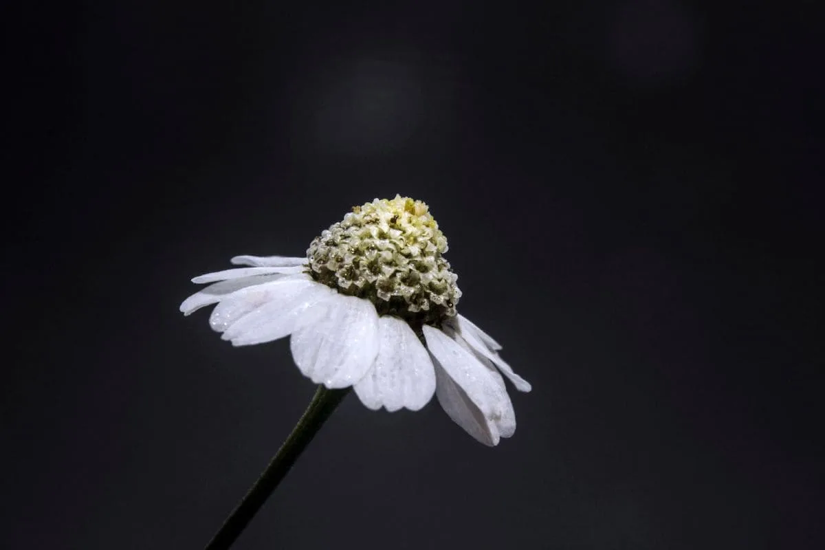 Gefüllte Bertramsgarbe (Achillea Ptarmica)_ Pflege & Sorten