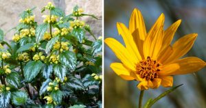 Gelb Blühendes Wildkraut: 10 Pflanzen-Arten Mit Gelben Blüten