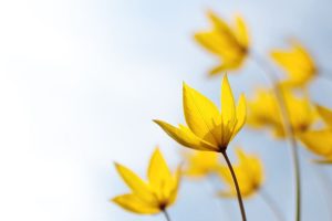 Gelb Blühendes Wildkraut_ 10 Pflanzen-Arten Mit Gelben Blüten