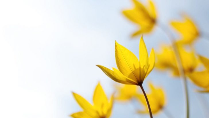 Gelb Blühendes Wildkraut: 10 Pflanzen-Arten Mit Gelben Blüten