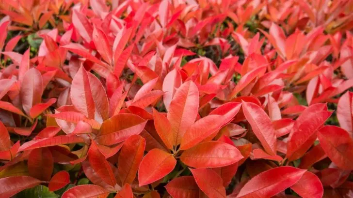 Glanzmispel Red Robin: Merkmale & Pflegetipps