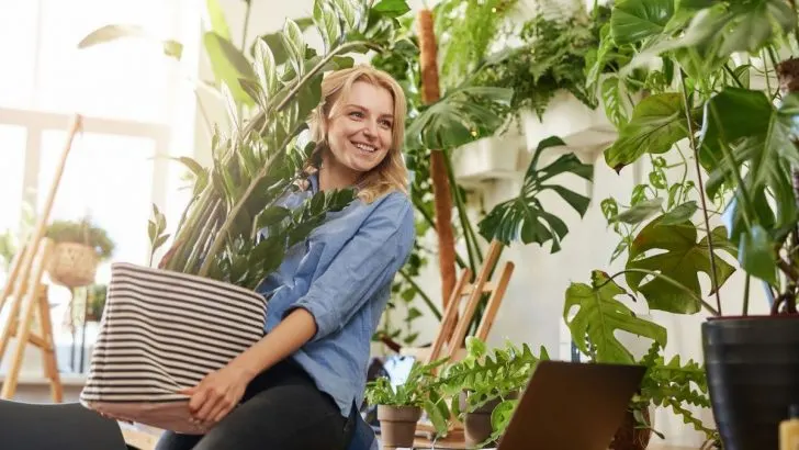 Große Zimmerpflanzen Pflegeleicht: XXL Pflanzen Im Haus!