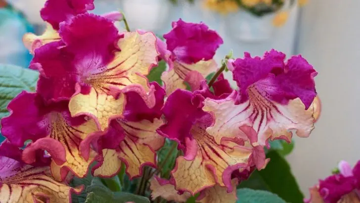 Heimische Blumen Als Wilde Exoten In Ihrem Garten