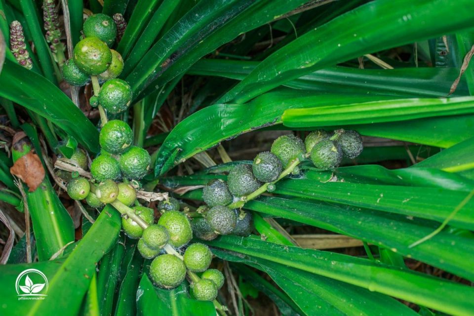 Aspidistra Eigenschaften, Pflegetipps Und Arten