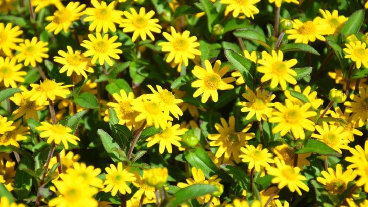 Husarenknöpfchen: Sonnenblume im Mini-Format Mit Pflegetipps