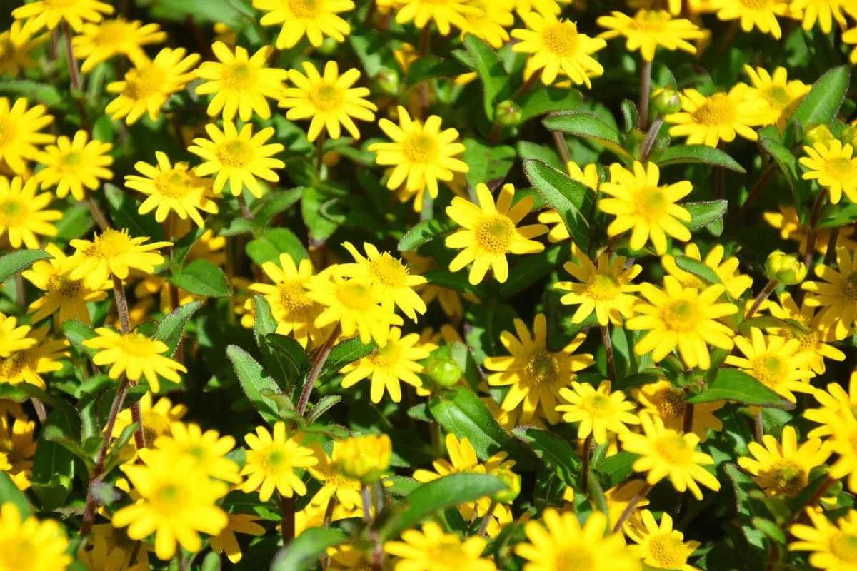 Husarenknöpfchen_ Sonnenblume im Mini-Format Mit Pflegetipps